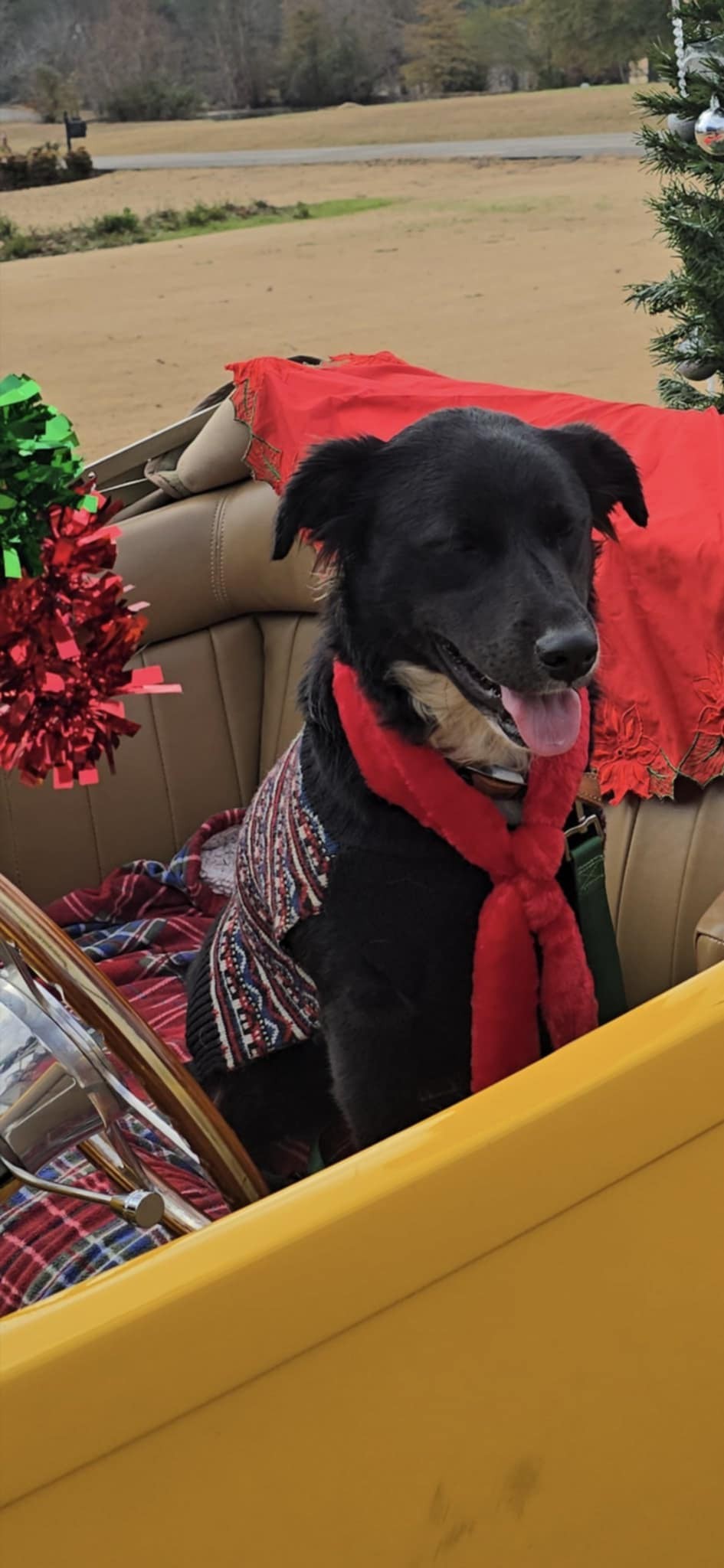 Bailey, an adoptable Labrador Retriever, Feist in Corinth, MS, 38834 | Photo Image 1