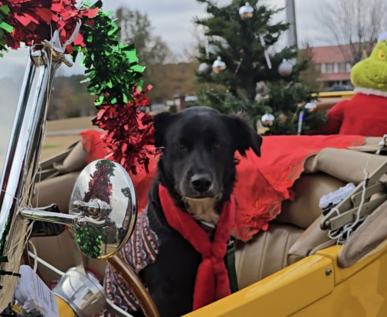 Bailey, an adoptable Labrador Retriever, Feist in Corinth, MS, 38834 | Photo Image 2