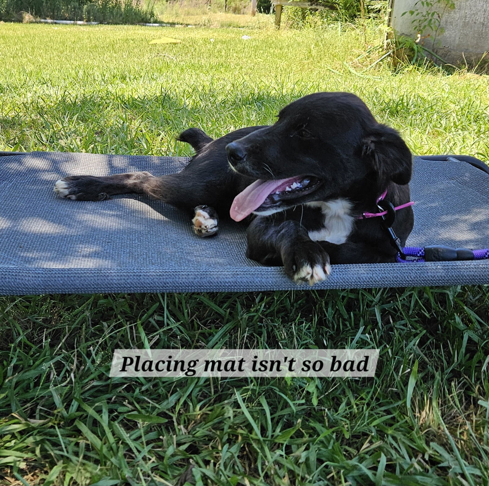 Bailey, an adoptable Labrador Retriever, Feist in Corinth, MS, 38834 | Photo Image 3