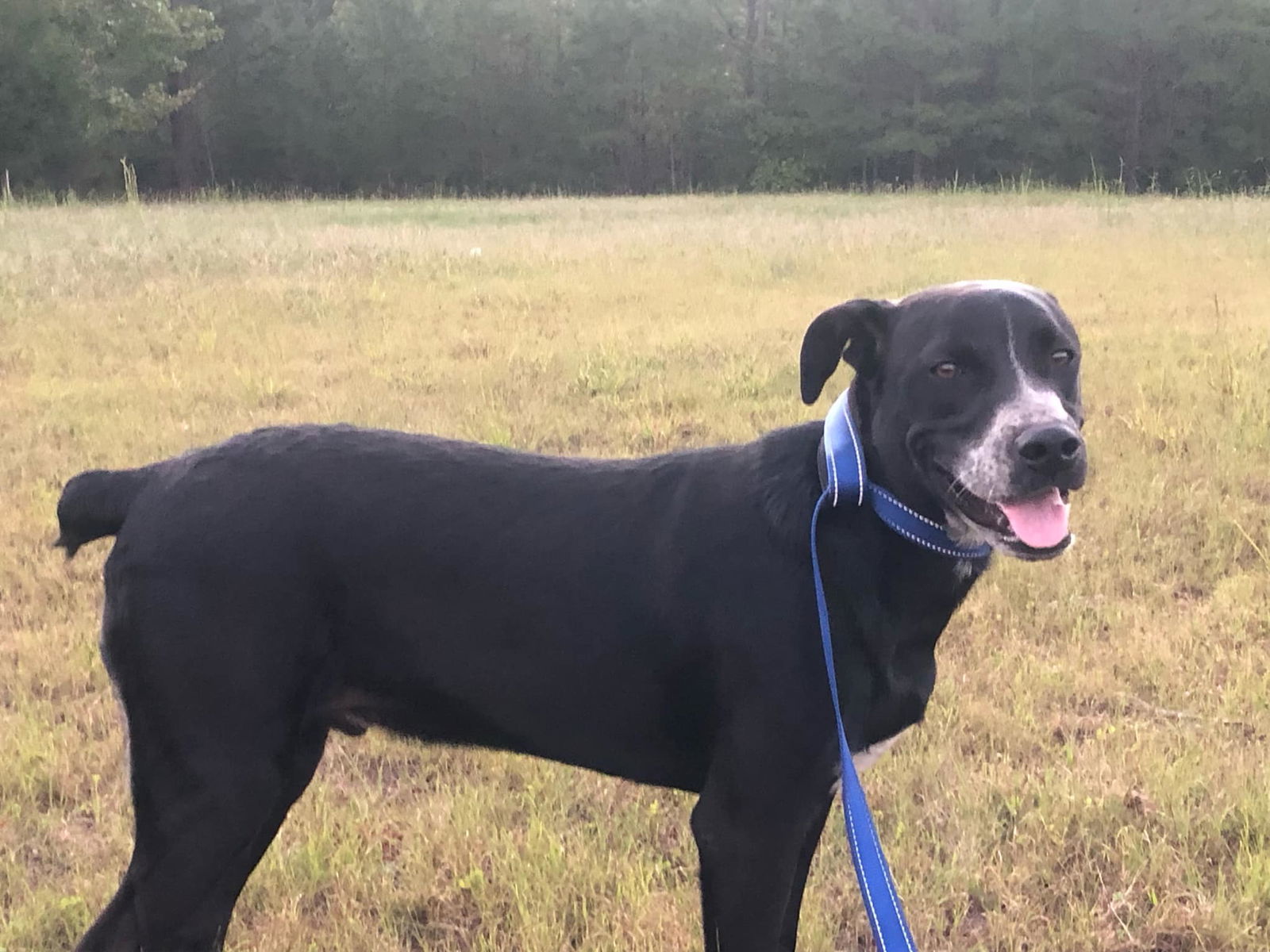 Jax, an adoptable Labrador Retriever, Feist in Corinth, MS, 38834 | Photo Image 1