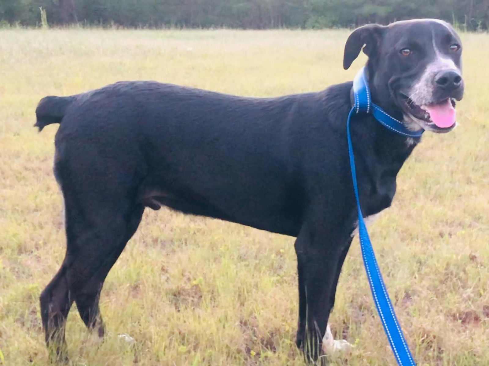 Jax, an adoptable Labrador Retriever, Feist in Corinth, MS, 38834 | Photo Image 2