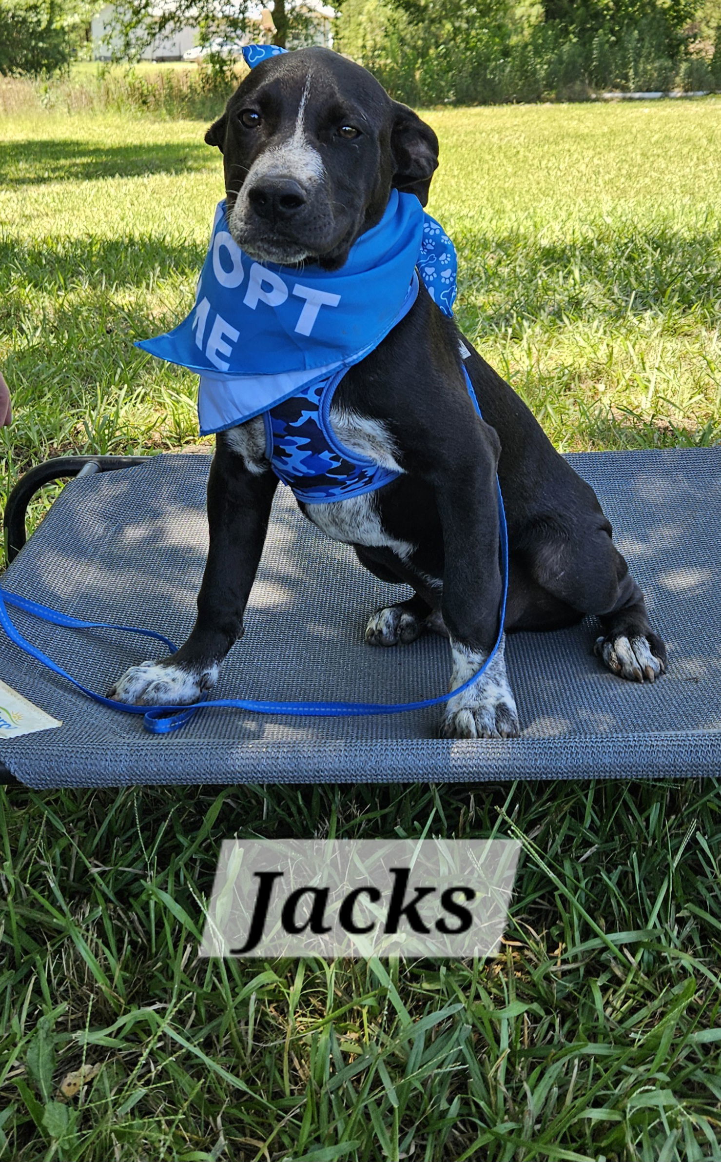 Jax, an adoptable Labrador Retriever, Feist in Corinth, MS, 38834 | Photo Image 3