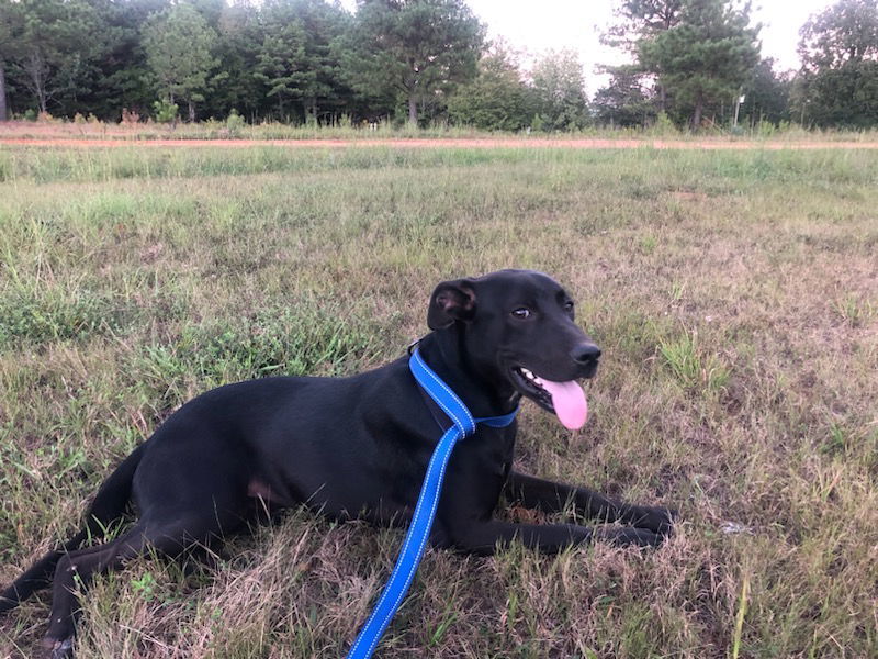 Bella, an adoptable Labrador Retriever, Feist in Corinth, MS, 38834 | Photo Image 1