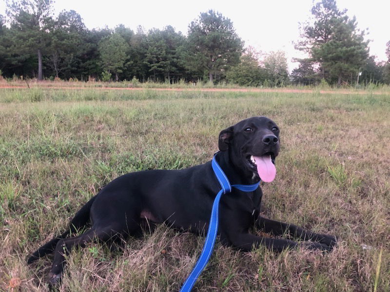 Bella, an adoptable Labrador Retriever, Feist in Corinth, MS, 38834 | Photo Image 2