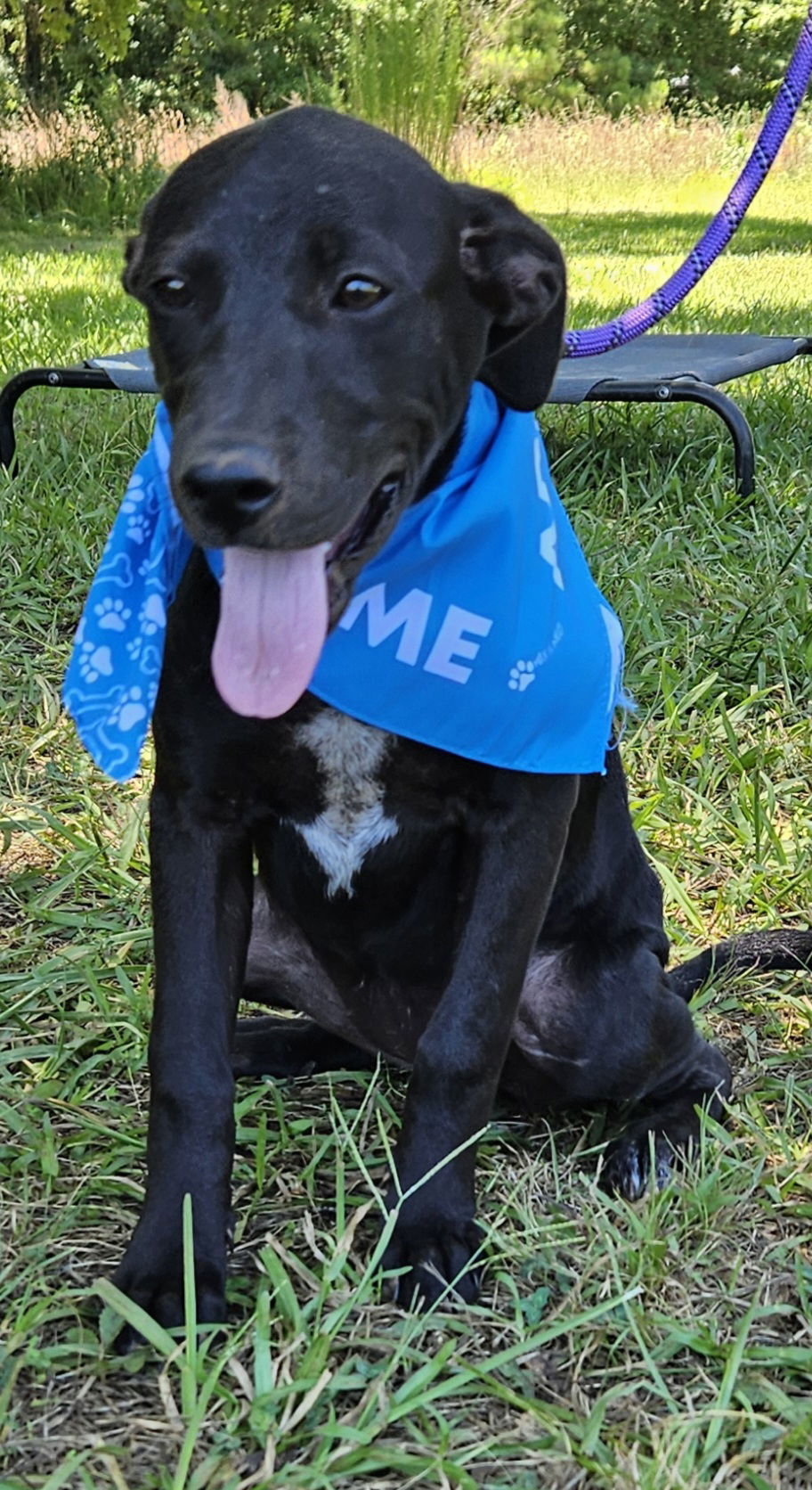 Bella, an adoptable Labrador Retriever, Feist in Corinth, MS, 38834 | Photo Image 3