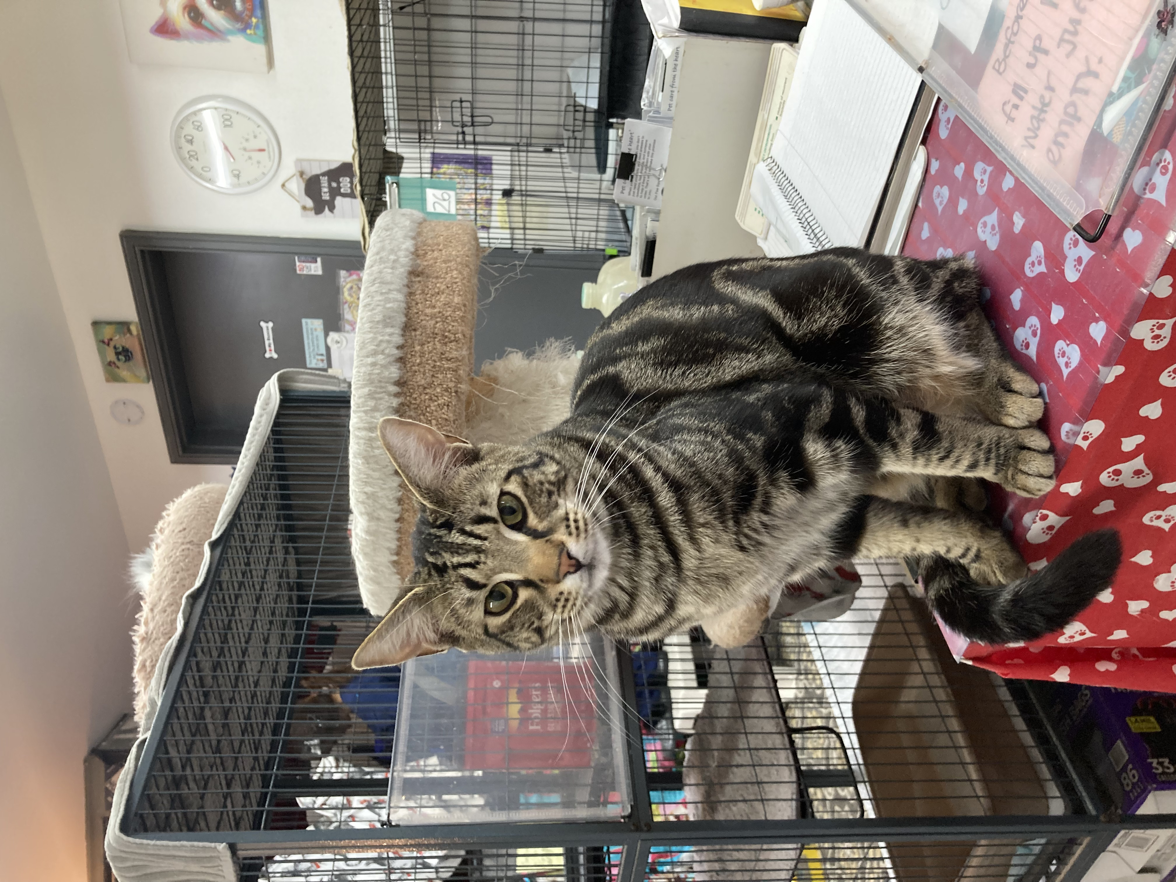 Bear, an adoptable Domestic Short Hair in Wasilla, AK, 99654 | Photo Image 1