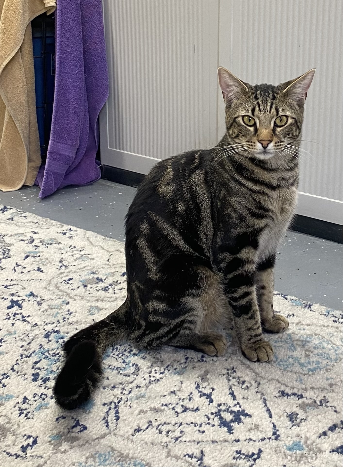 Bear, an adoptable Domestic Short Hair in Wasilla, AK, 99654 | Photo Image 4