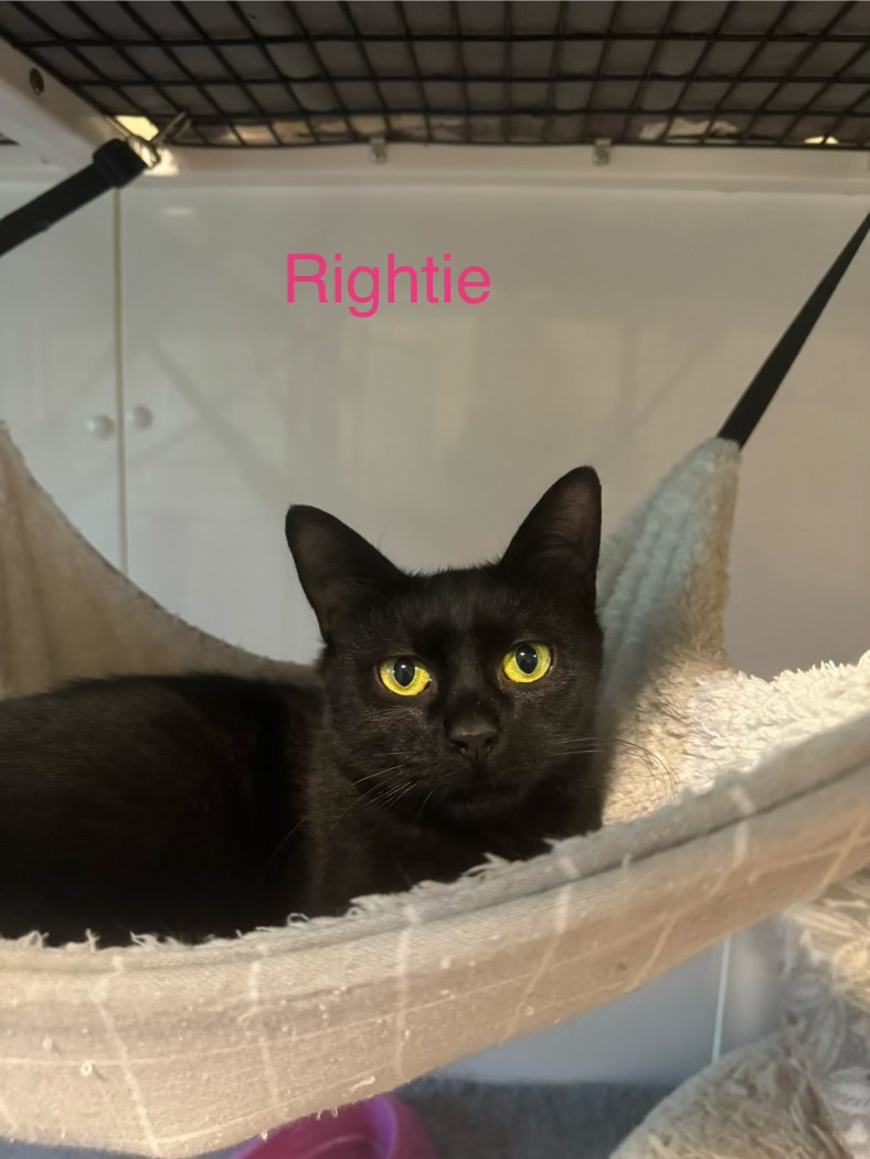 Rightie, an adoptable Domestic Short Hair in Wasilla, AK, 99654 | Photo Image 1