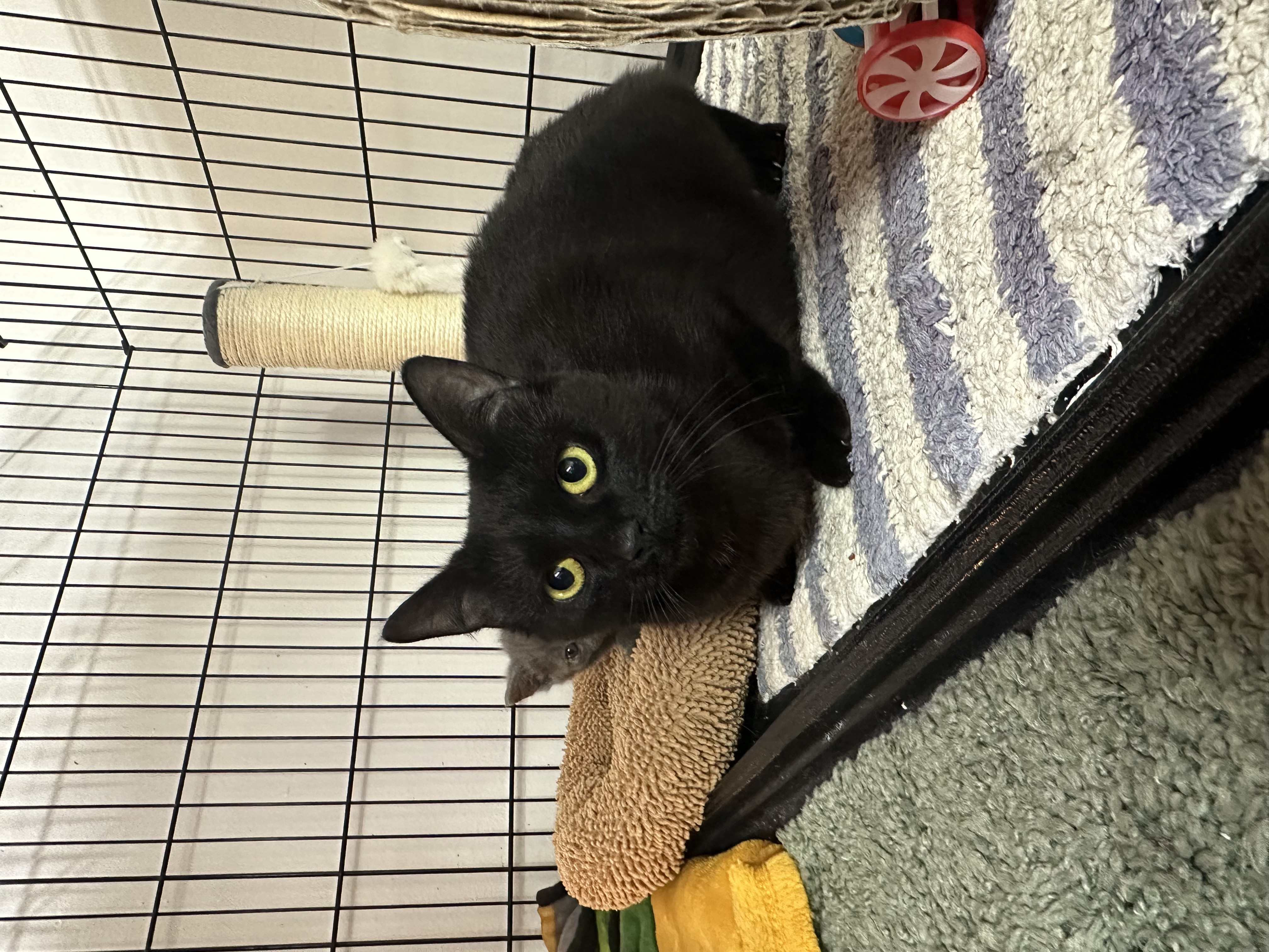 Rightie, an adoptable Domestic Short Hair in Wasilla, AK, 99654 | Photo Image 2