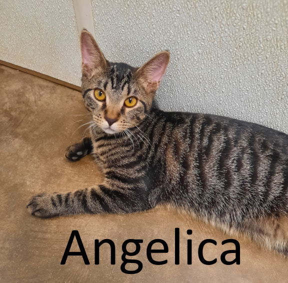 Angelica, an adoptable Tabby, Domestic Medium Hair in Mountain View, AR, 72560 | Photo Image 1