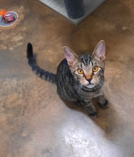 Angelica, an adoptable Tabby, Domestic Medium Hair in Mountain View, AR, 72560 | Photo Image 2