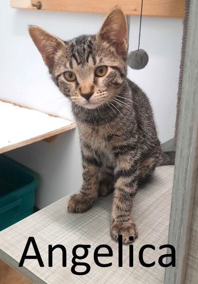 Angelica, an adoptable Tabby, Domestic Medium Hair in Mountain View, AR, 72560 | Photo Image 3