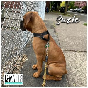 Suzie 6 Months 26 Pounds Crate  Leash Trained Kid  Dog Friendly Fostered in Beaverton OR Hi Im 