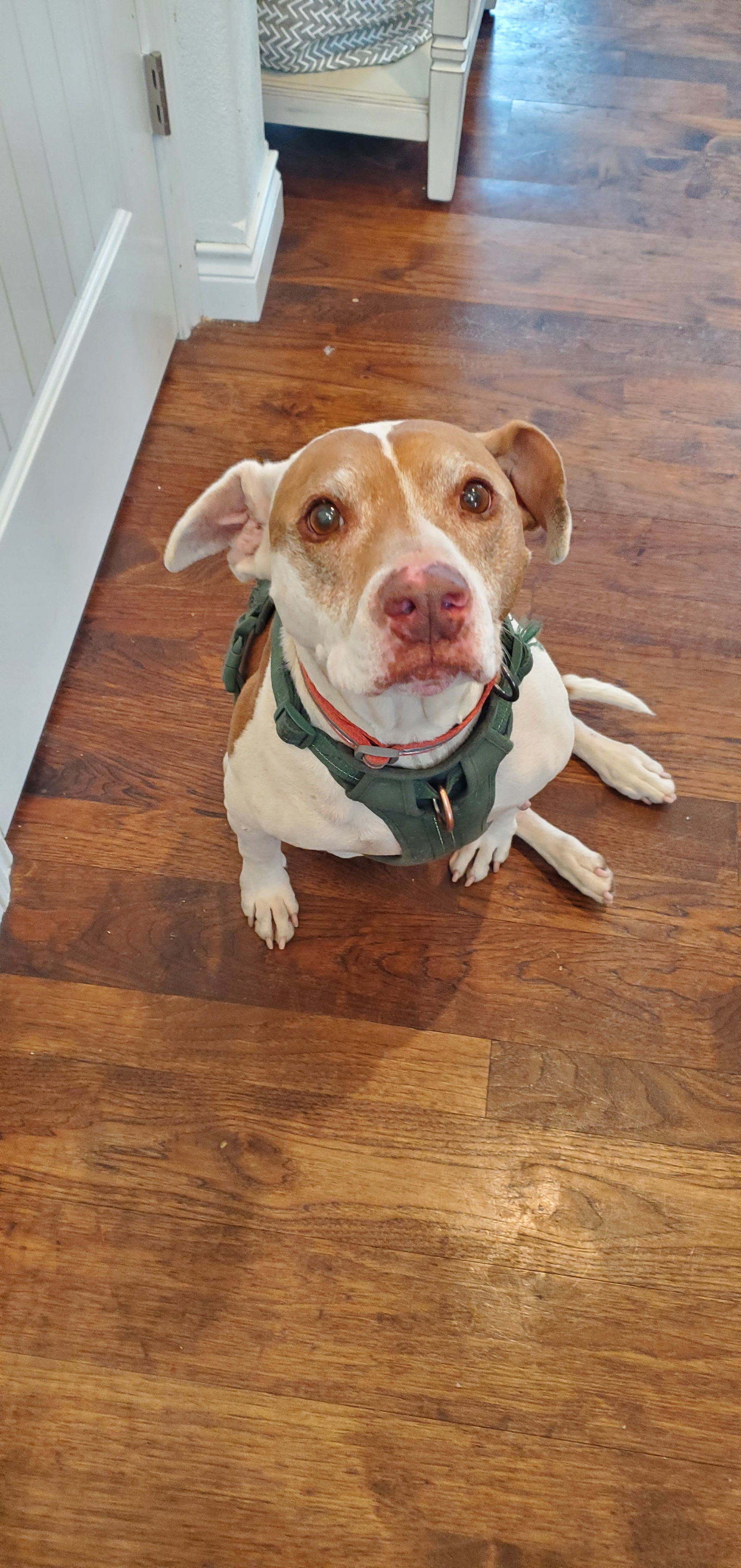 Bentley, an adoptable Pit Bull Terrier in Fort Collins, CO, 80524 | Photo Image 1