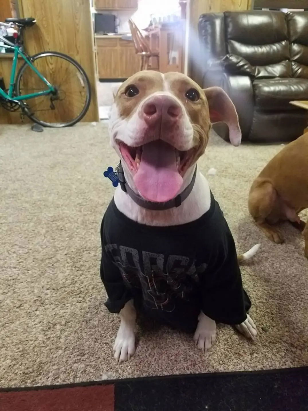 Bentley, an adoptable Pit Bull Terrier in Fort Collins, CO, 80524 | Photo Image 2