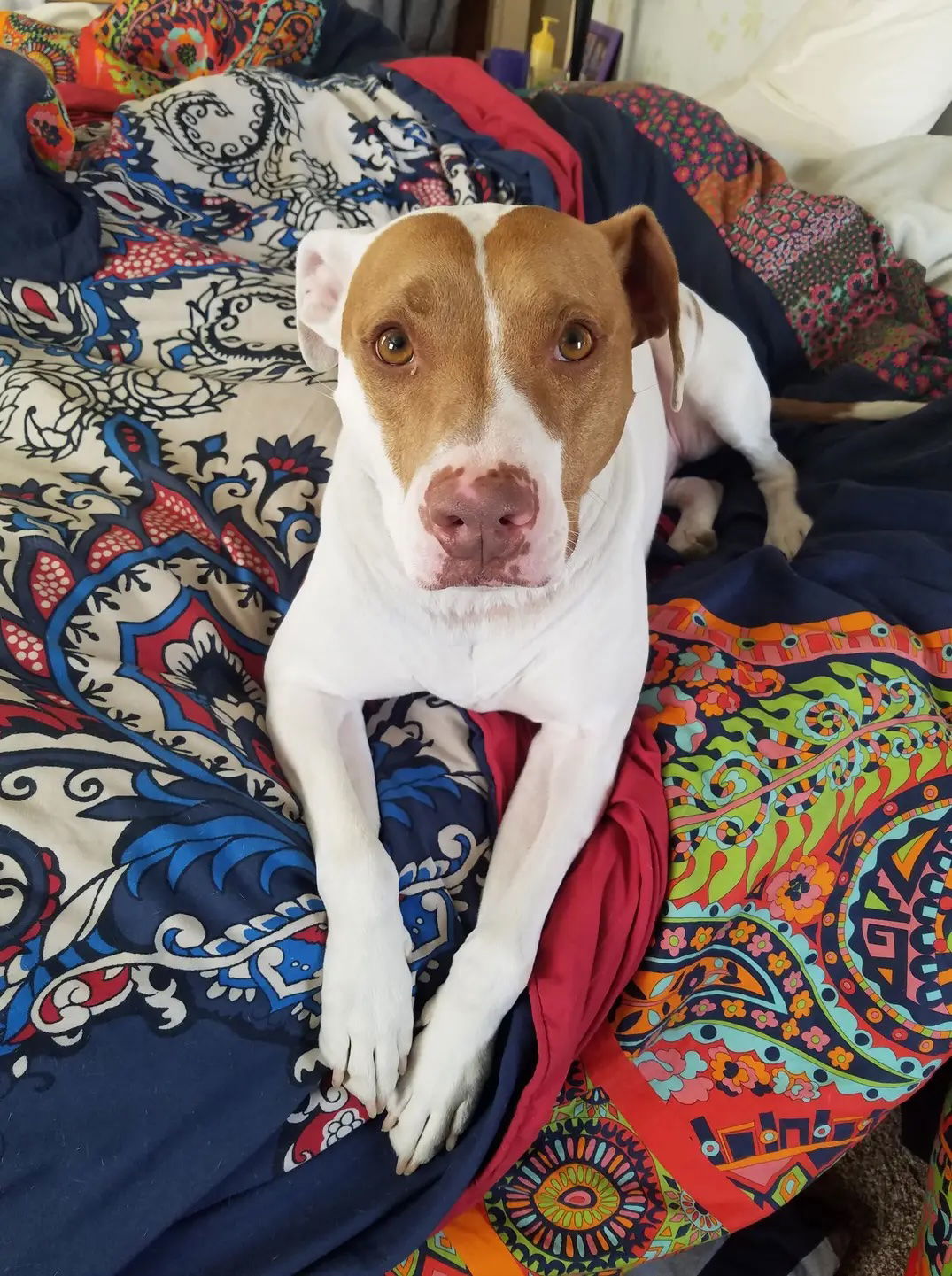 Bentley, an adoptable Pit Bull Terrier in Fort Collins, CO, 80524 | Photo Image 3