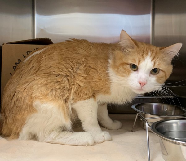 Benny, an adoptable Domestic Medium Hair in Great Falls, MT, 59405 | Photo Image 1