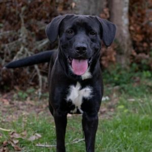 SKYE Black Labrador Retriever Dog