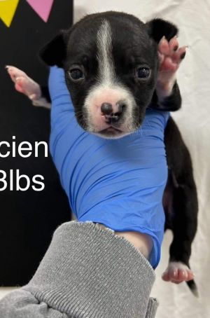You can fill out an adoption application online on our official websiteLucien GA is a male Boston