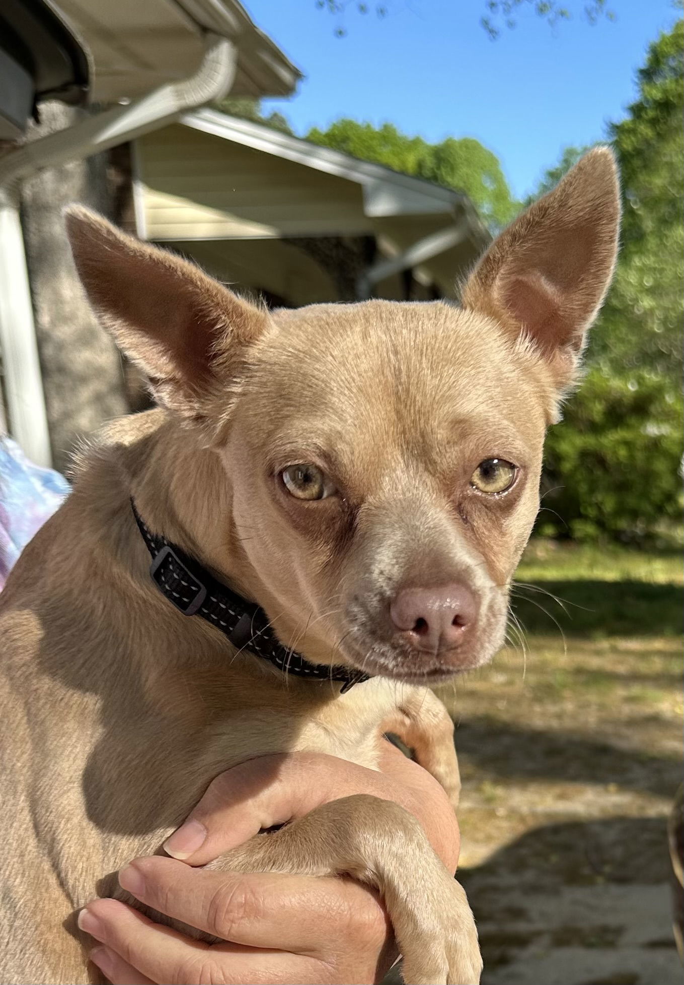 Penny Lee, an adoptable Chihuahua in Garner, NC, 27529 | Photo Image 1