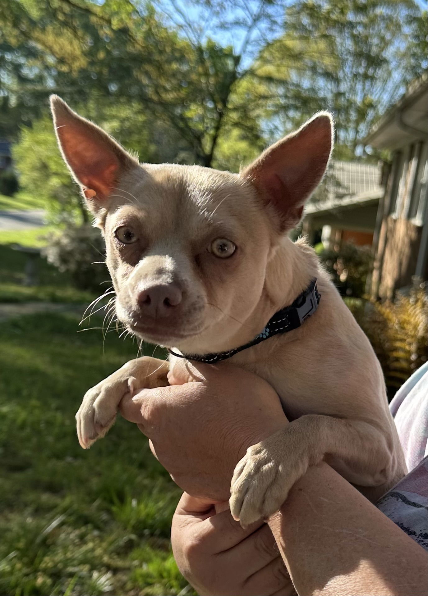 Penny Lee, an adoptable Chihuahua in Garner, NC, 27529 | Photo Image 2