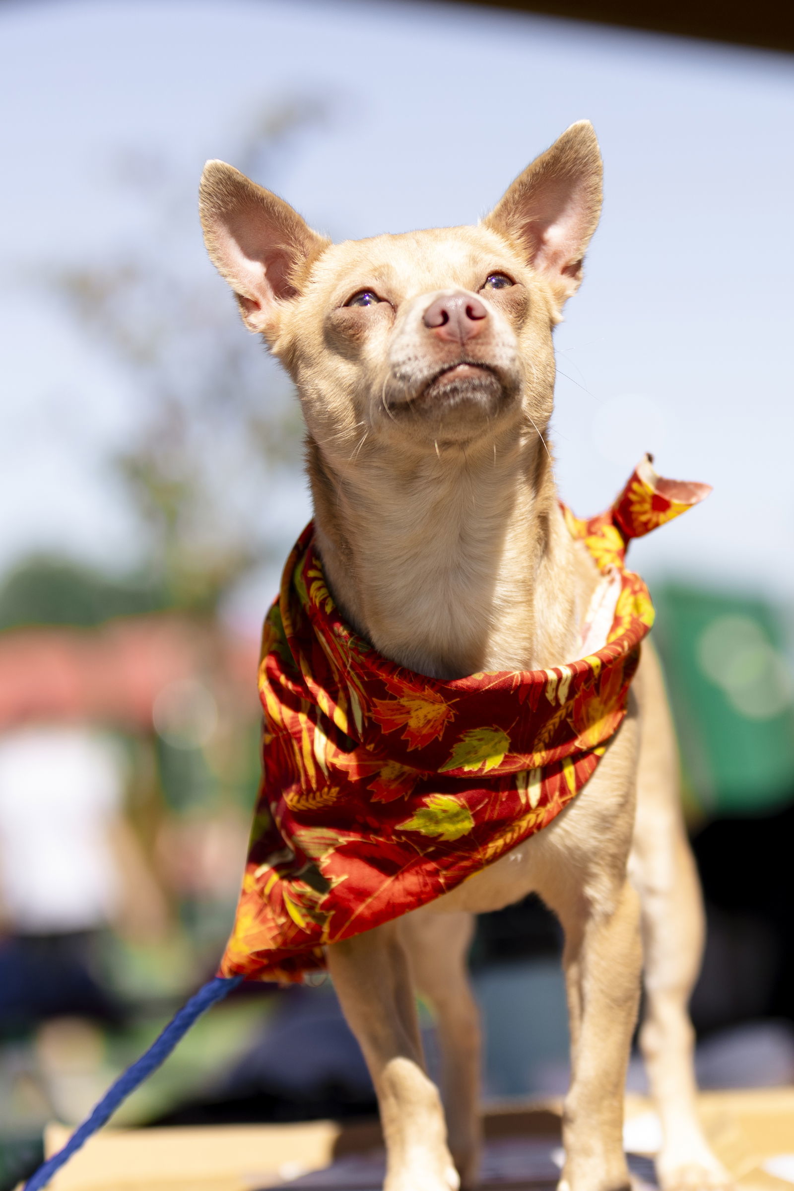 Penny Lee, an adoptable Chihuahua in Garner, NC, 27529 | Photo Image 2