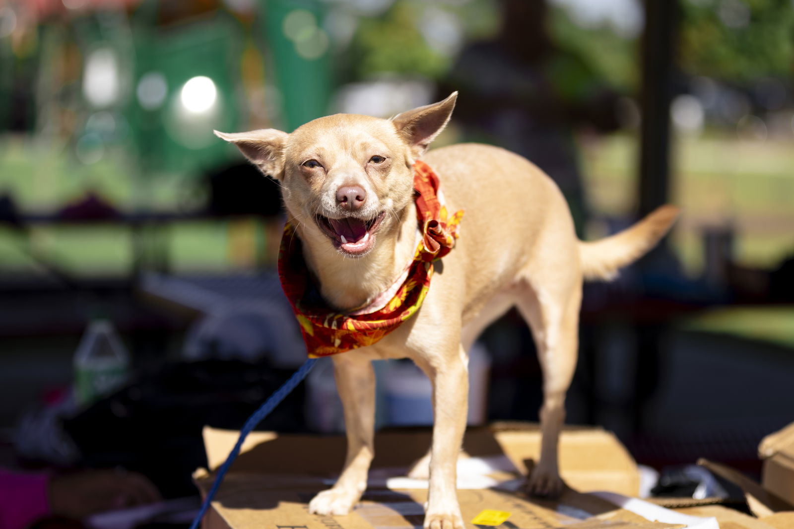 Penny Lee, an adoptable Chihuahua in Garner, NC, 27529 | Photo Image 3