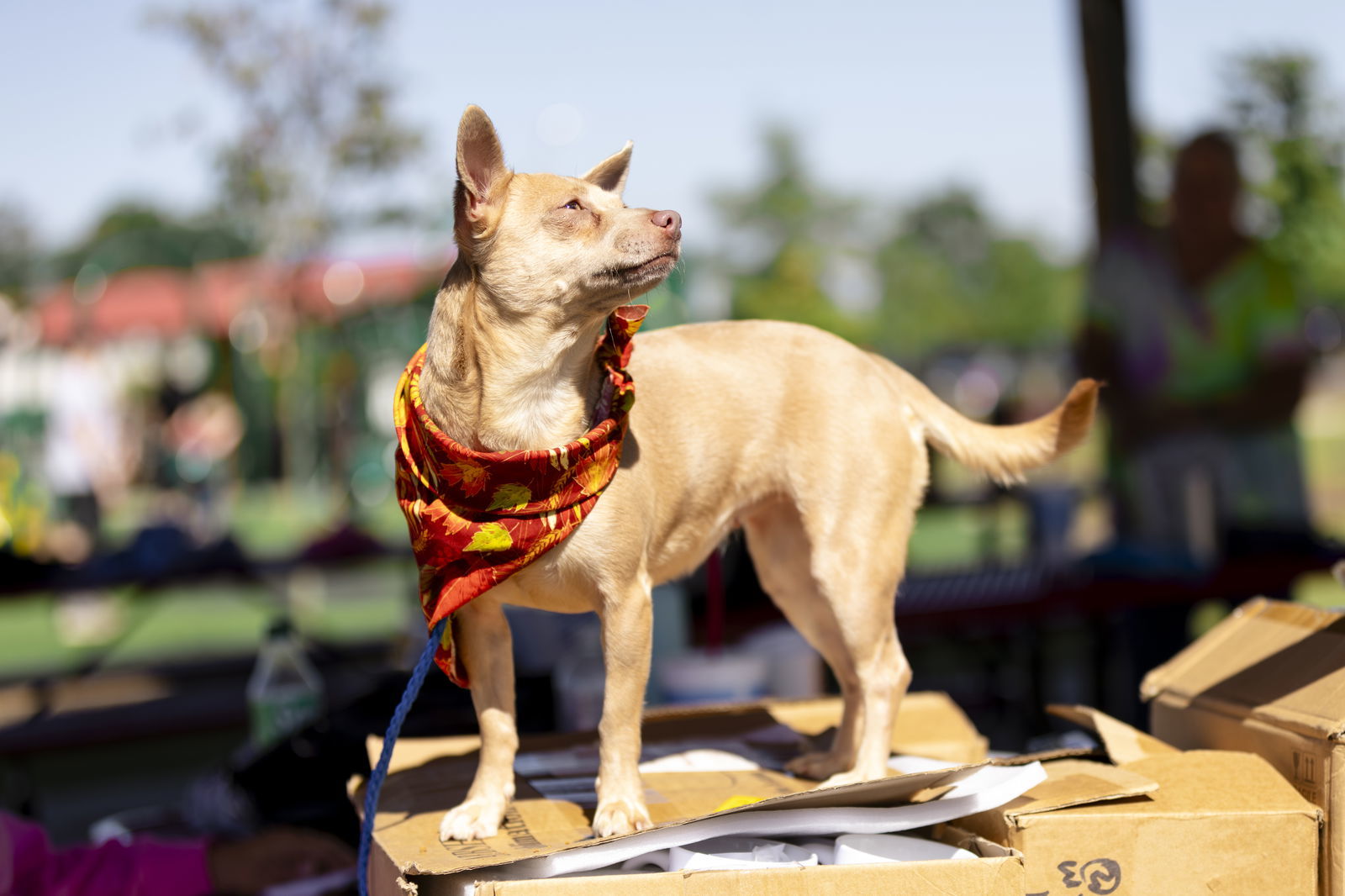 Penny Lee, an adoptable Chihuahua in Garner, NC, 27529 | Photo Image 3