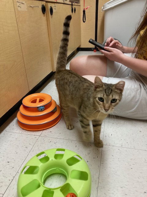 Rosie, an adoptable Tabby in Pensacola, FL, 32501 | Photo Image 1