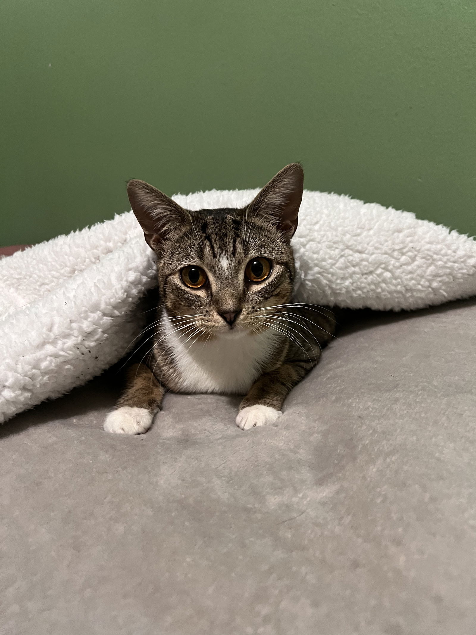 Katy, an adoptable Domestic Short Hair, Tabby in Pensacola, FL, 32501 | Photo Image 1