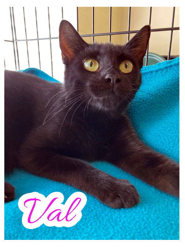 Val, an adoptable Domestic Short Hair in Pensacola, FL, 32501 | Photo Image 1