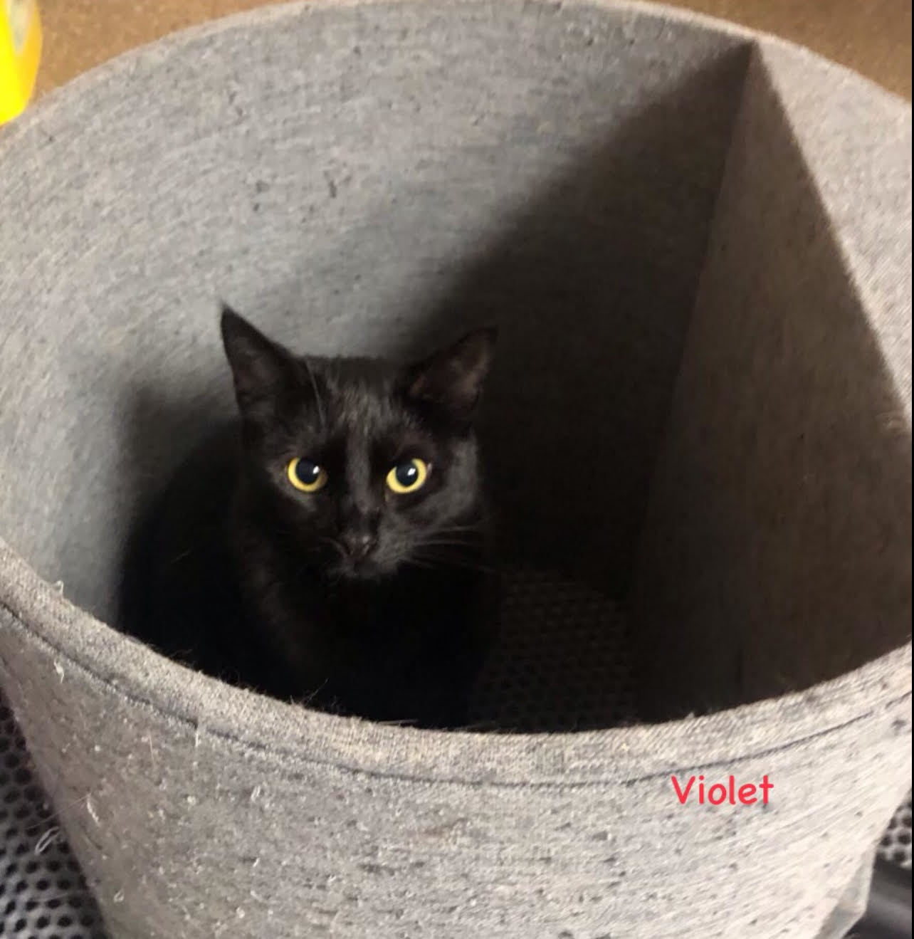Violet, an adoptable Domestic Short Hair in Pensacola, FL, 32501 | Photo Image 2