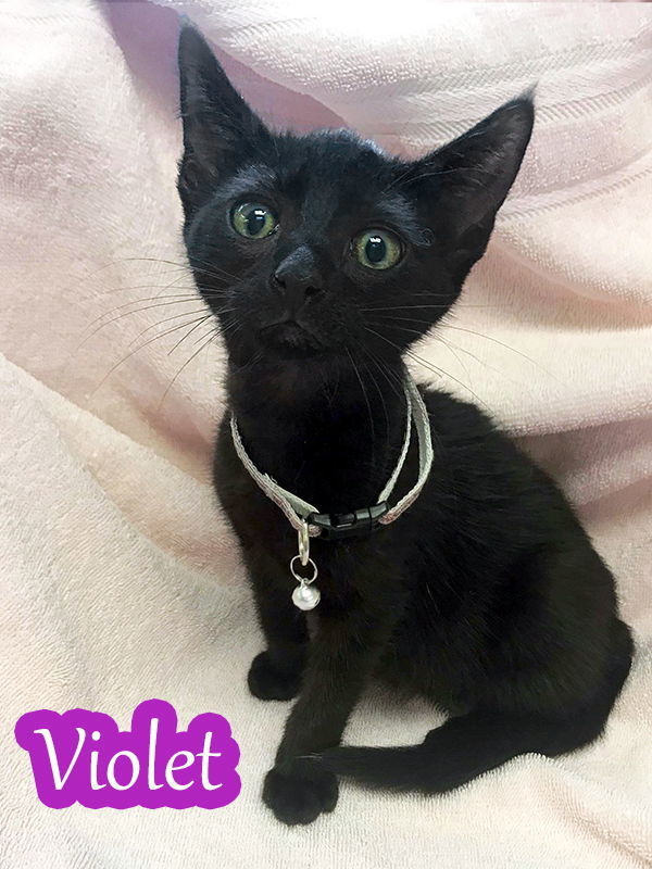 Violet, an adoptable Domestic Short Hair in Pensacola, FL, 32501 | Photo Image 3