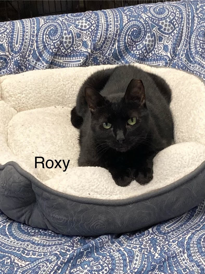 Roxy, an adoptable American Shorthair in Pensacola, FL, 32501 | Photo Image 1