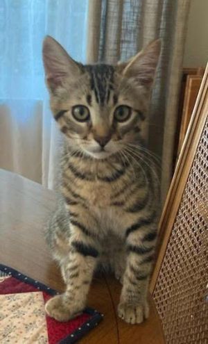 Snickers is a sweet and cuddly kitten born in March He is outgoing super playful and fun to watch