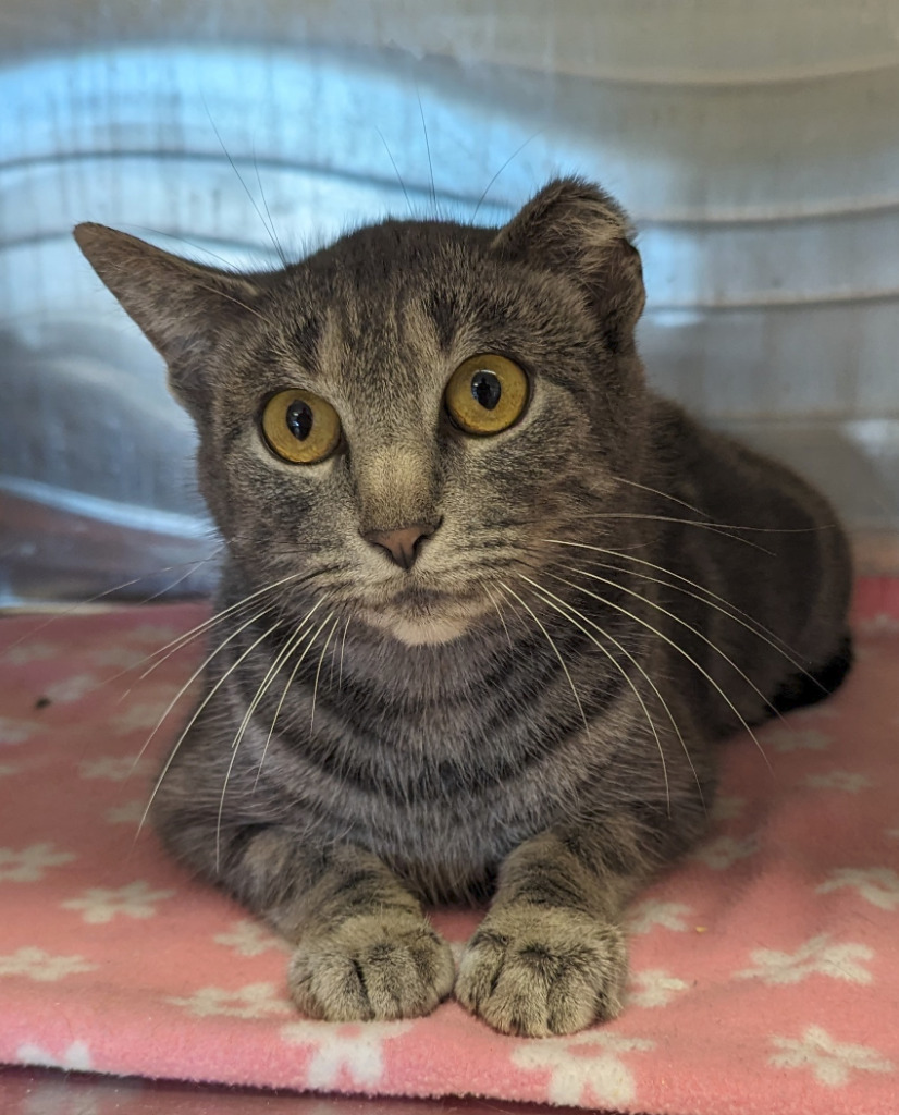 TwoLip, an adoptable Domestic Short Hair in Havre, MT, 59501 | Photo Image 1