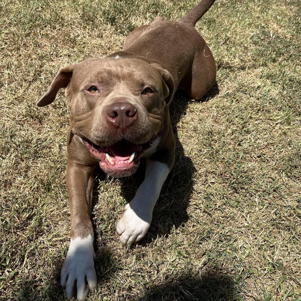 Manhattan, an adoptable American Staffordshire Terrier in Mount Vernon, IN, 47620 | Photo Image 1