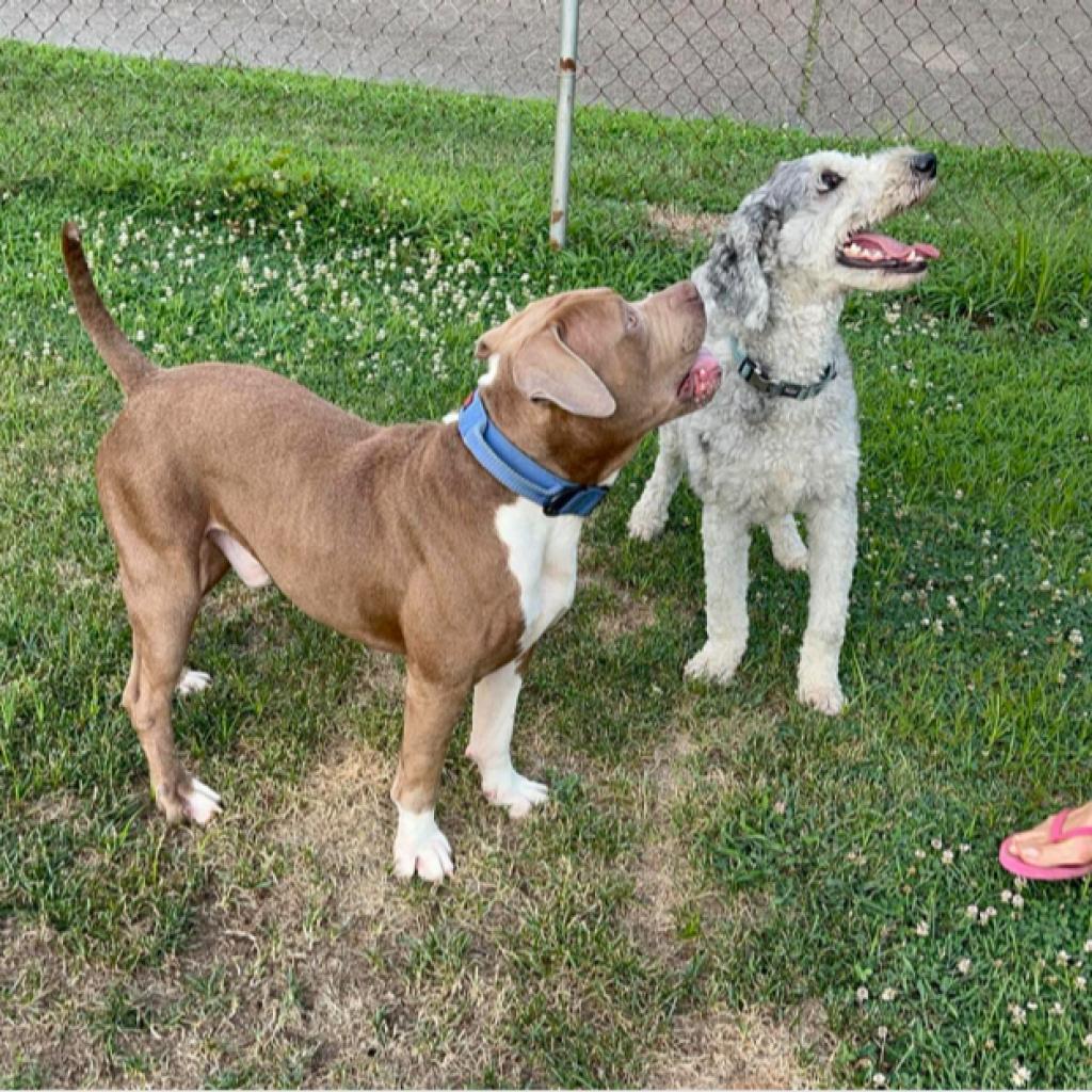 Manhattan, an adoptable American Staffordshire Terrier in Mount Vernon, IN, 47620 | Photo Image 2