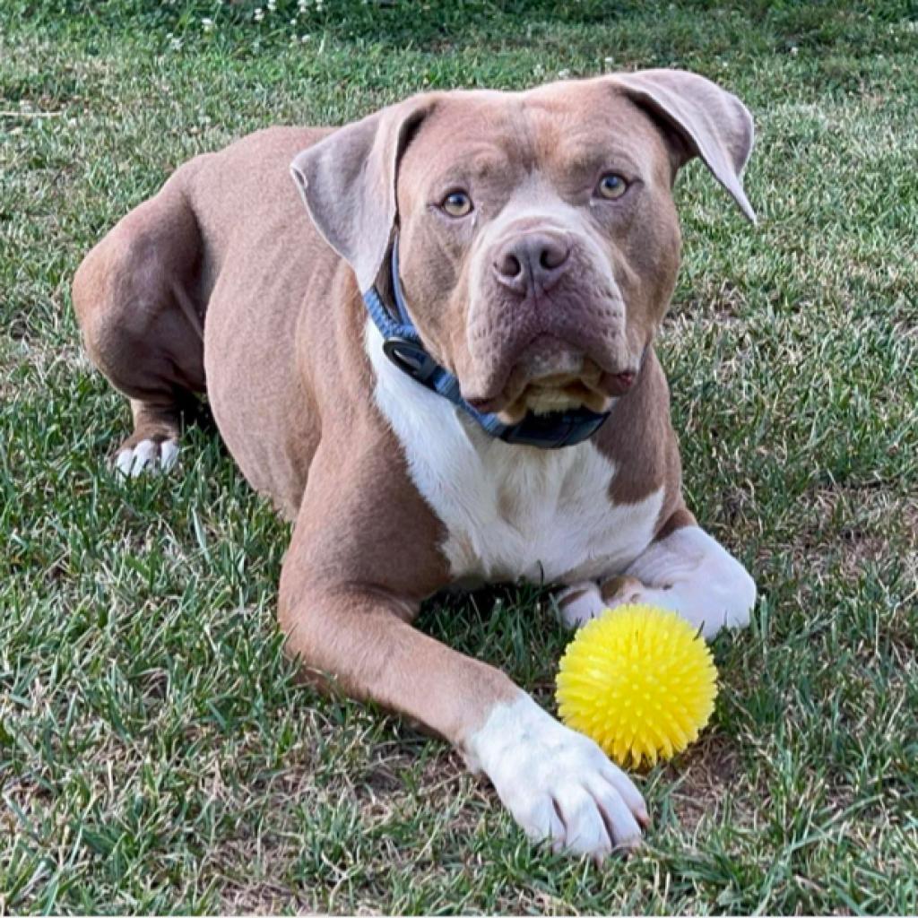 Manhattan, an adoptable American Staffordshire Terrier in Mount Vernon, IN, 47620 | Photo Image 3