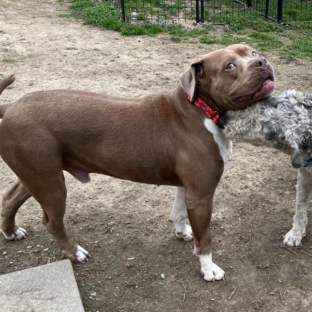 Manhattan, an adoptable American Staffordshire Terrier in Mount Vernon, IN, 47620 | Photo Image 4