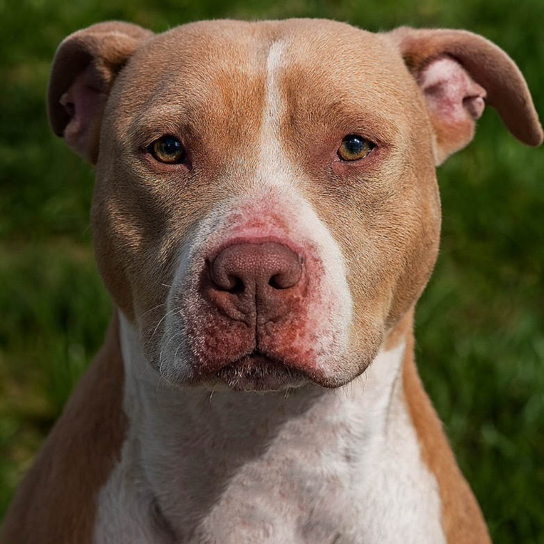 Nova, an adoptable Pit Bull Terrier in Mount Vernon, IN, 47620 | Photo Image 1