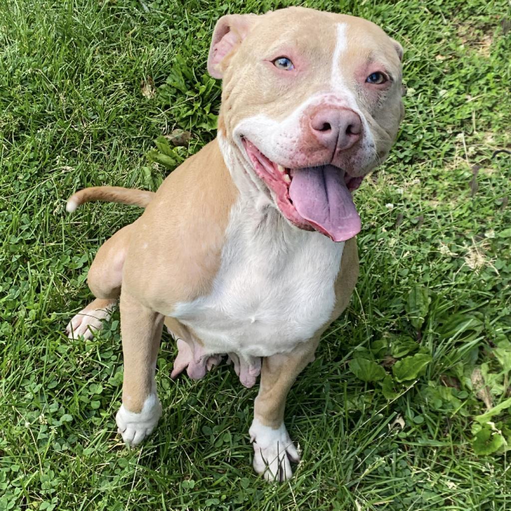 Nova, an adoptable Pit Bull Terrier in Mount Vernon, IN, 47620 | Photo Image 2