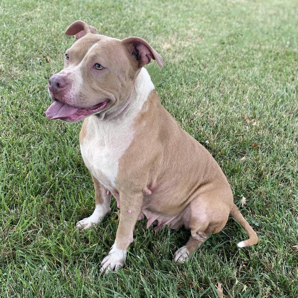 Nova