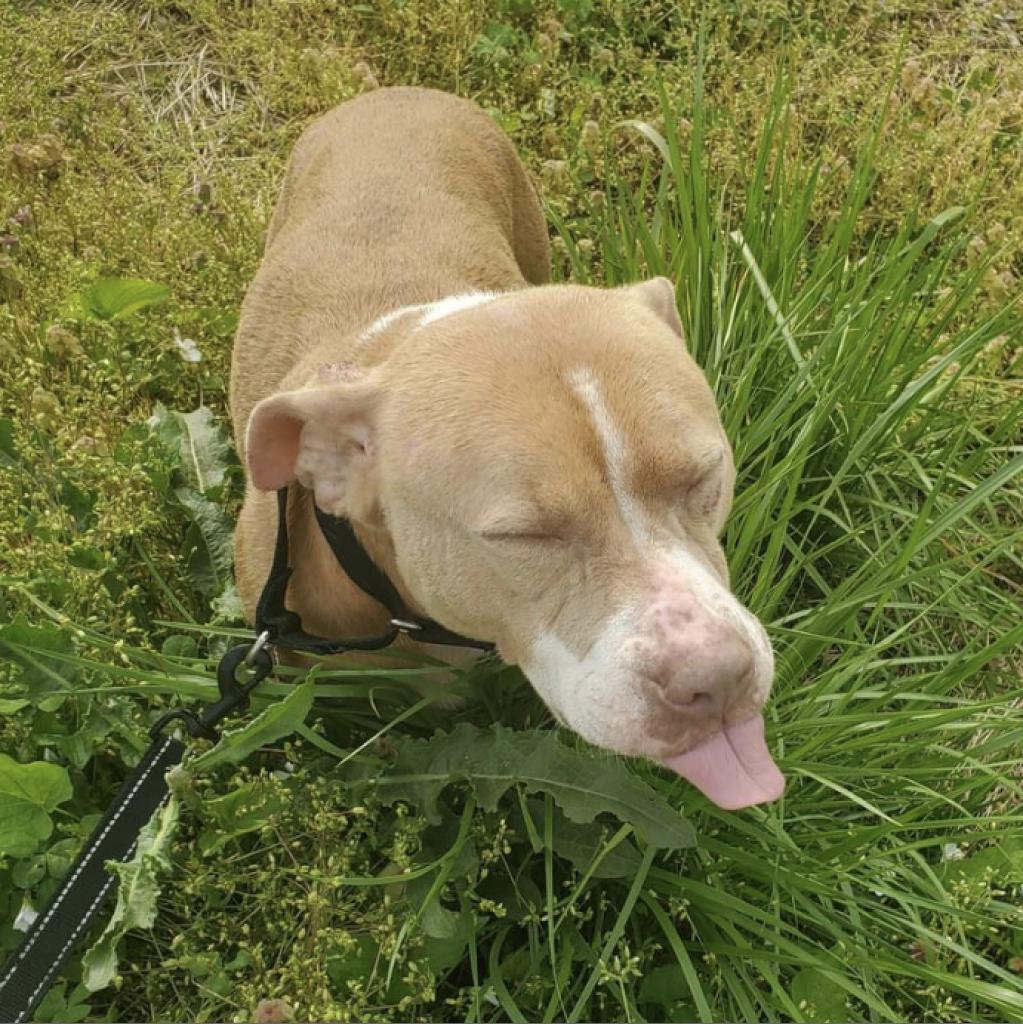 Nova, an adoptable Pit Bull Terrier in Mount Vernon, IN, 47620 | Photo Image 3