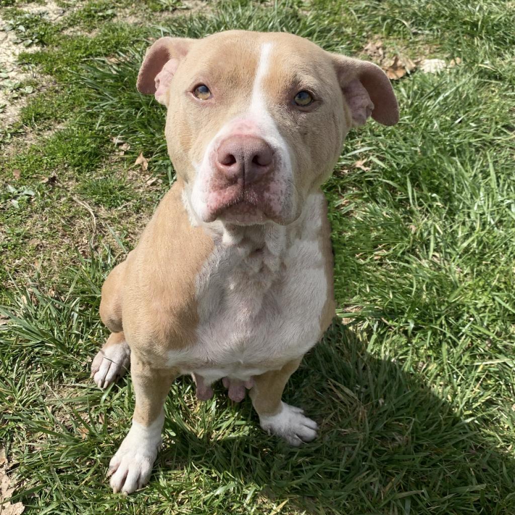 Nova, an adoptable Pit Bull Terrier in Mount Vernon, IN, 47620 | Photo Image 5