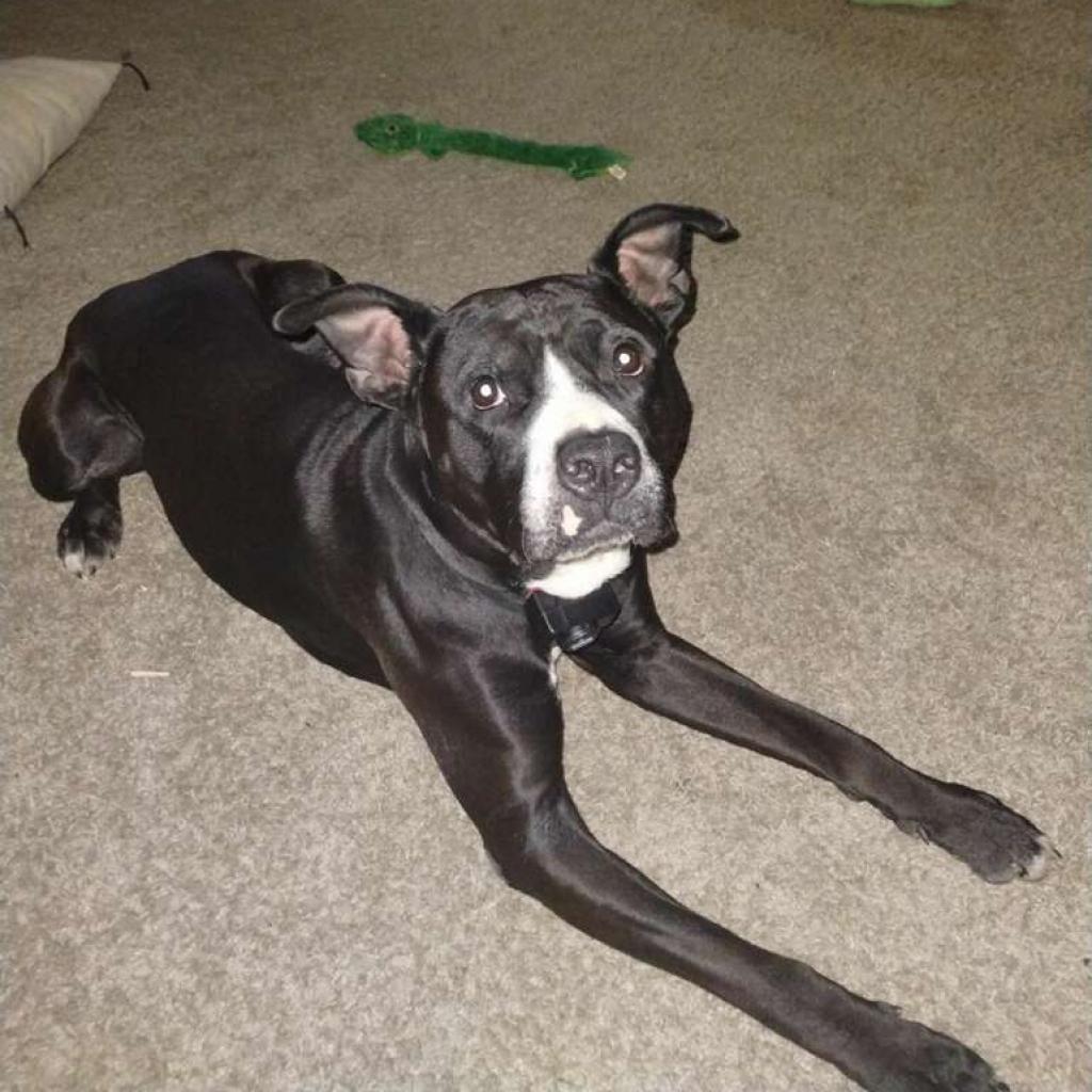 Meatball, an adoptable Terrier in Mount Vernon, IN, 47620 | Photo Image 2