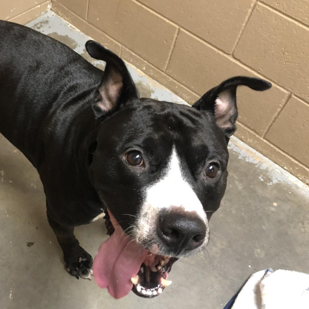 Meatball, an adoptable Terrier in Mount Vernon, IN, 47620 | Photo Image 3