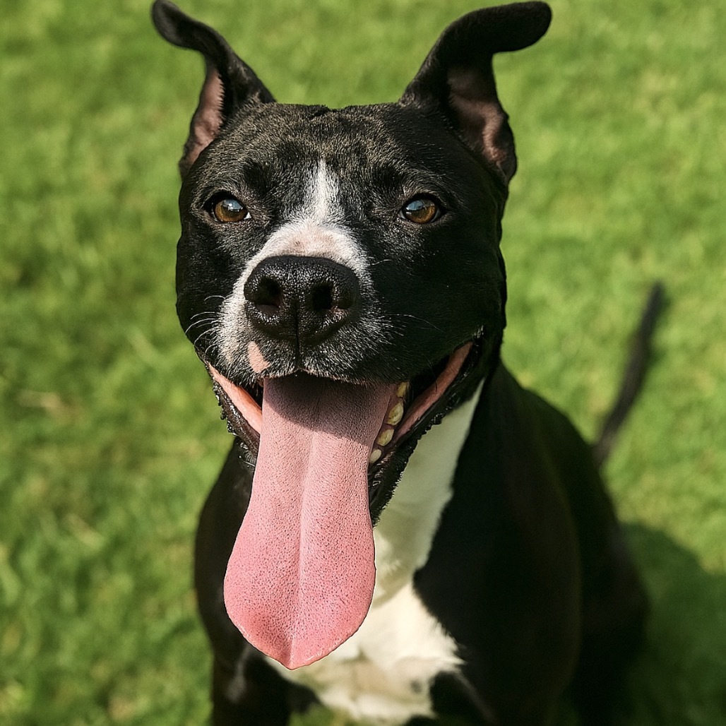 Meatball, an adoptable Terrier in Mount Vernon, IN, 47620 | Photo Image 4