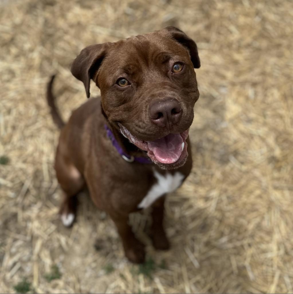 Sugar, an adoptable Chocolate Labrador Retriever, American Staffordshire Terrier in Mount Vernon, IN, 47620 | Photo Image 1