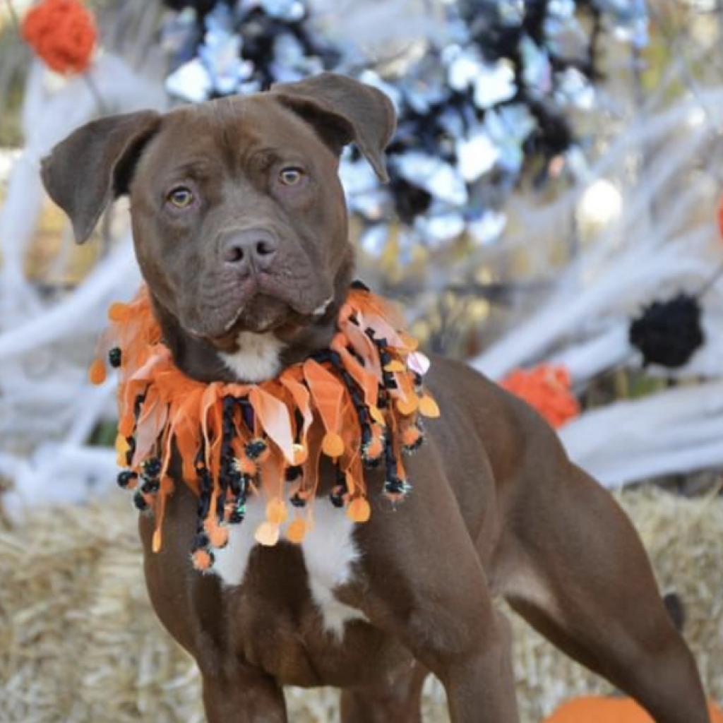 Sugar, an adoptable Chocolate Labrador Retriever, American Staffordshire Terrier in Mount Vernon, IN, 47620 | Photo Image 2